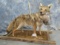 FULL BODY COYOTE W/ PRAIRIE CHICKEN ON BASE