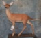 LIFESIZE WHITETAIL FAWN MOUNT TAXIDERMY
