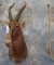 TOPI SH MT TAXIDERMY