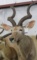 KUDU SH MT TAXIDERMY