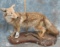 HEAVY FUR LIFESIZE WESTERN COYOTE