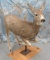 LIFESIZE MULE DEER DOE TAXIDERMY