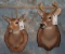 2 SPIKE WHITETAIL SH MTS (2X$) TAXIDERMY
