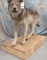 LIFESIZE WOLF TAXIDERMY