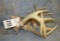 SET OF LOCKED WHITETAILS ANTLERS TAXIDERMY