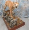 LIFESIZE COUGAR ON ROCK BASE  TAXIDERMY