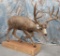 LIFESIZE MULE DEER W/ XL REPRODUCTION HORNS TAXIDERMY