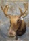 MOOSE SH MT TAXIDERMY