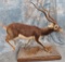 FULL BODY BLACKBUCK TAXIDERMY
