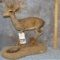 CORDEAUX DIK DIK TAXIDERMY