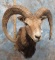 RAM SH MT TAXIDERMY