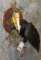 RARE WREATH HORNBILL  TAXIDERMY