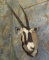GEMSBOK SH MT TAXIDERMY