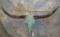 TURQUOISE LONGHORN SKULL TAXIDERMY