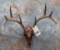 CARVED WHITETAIL SKULL  TAXIDERMY