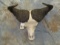 CAPE BUFFALO SKULL TAXIDERMY