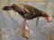LIFESIZE TURKEY TAXIDERMY