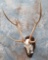 AXIS DEER SKULL TAXIDERMY