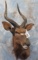 NYALA SH MT TAXIDERMY