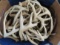 50 LARGE GRADE A WHITETAIL SHEDS APPROX 50 LBS TAXIDERMY