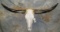 LONGHORN SKULL TAXIDERMY