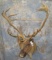 CARIBOU SH MT TAXIDERMY