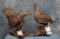 2 LIFESIZE SHARPTAIL GROUSE (2X$) TAXIDERMY