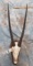 GEMSBOK SKULL ON WOODEN PLAQUE TAXIDERMY