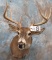 10 PT WHITETAIL SH MT  TAXIDERMY