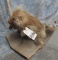 LIFESIZE NORTH AMERICAN PORCUPPINE TAXIDERMY