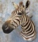 ZEBRA SH MT TAXIDERMY