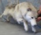 LIFESIZE WOLF TAXIDERMY