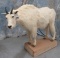 LIFESIZE MTN GOAT TAXIDERMY