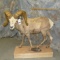 LIFESIZE DESERT SHEEP TAXIDERMY