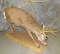 LIFESIZE WHITETAIL XL RACK TAXIDERMY