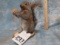 SQUIRREL WITH A NUT  TAXIDERMY