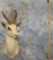 WHITE SPRINGBOK SH MT TAXIDERMY