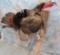 LIFESIZE TURKEY ON BRANCH  TAXIDERMY