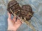 2 SHRUNKEN HEADS (2X$)