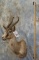 CHOCOLATE SPRINGBOK SH MT TAXIDERMY