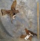 2 ROCKY MTN QUAIL (2X$) TAXIDERMY