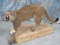 LIFESIZE MTN LION TAXIDERMY