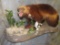 LIFESIZE WOLVERINE TAXIDERMY
