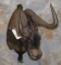 BLACK WILDEBEEST SH MT TAXIDERMY