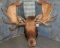 REALLY NICE MOOSE SH MT TAXIDERMY