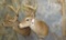 2 WHITETAIL SH MTS (2x$)