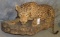 LIFESIZE LEOPARD (TX RES) TAXIDERMY