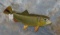 DORADO FISH MT TAXIDERMY