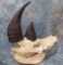 RHINO SKULL W/ REPRODUCTION HORNS (TX RES) TAXIDERMY
