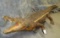 LIFESIZE CROCODILE (TX RES) TAXIDERMY